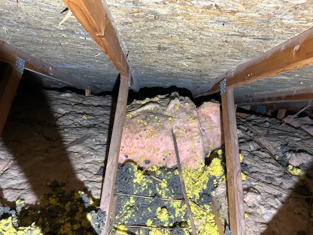 Growth on attic sheathing and insulation