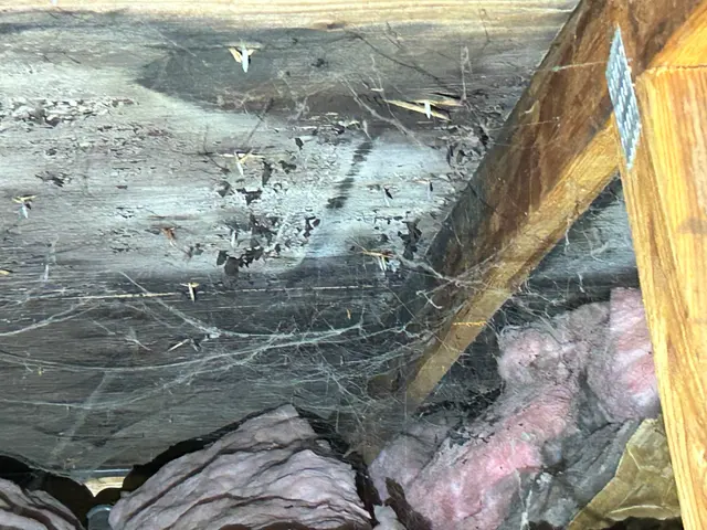 Darkened sheathing above attic insulation