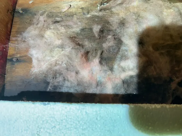 Growth on attic insulation and framing